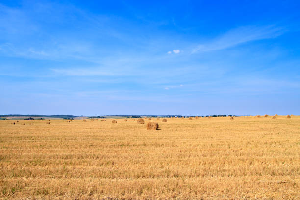 golden straw stubble field in autumn - agricultural activity yorkshire wheat field imagens e fotografias de stock