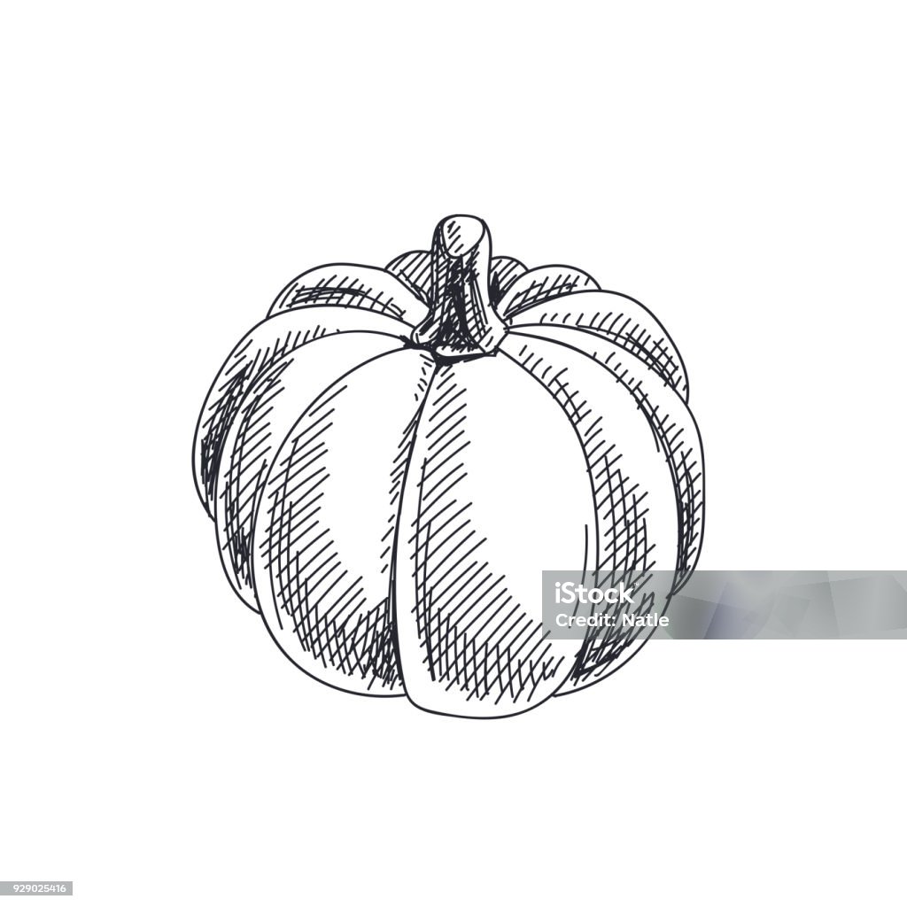 Beautiful vector hand drawn vegetables Illustration. Beautiful vector hand drawn vegetables Illustration. Detailed retro style pumpkin image. Vintage sketch element for labels, packaging and cards design. Pumpkin stock vector