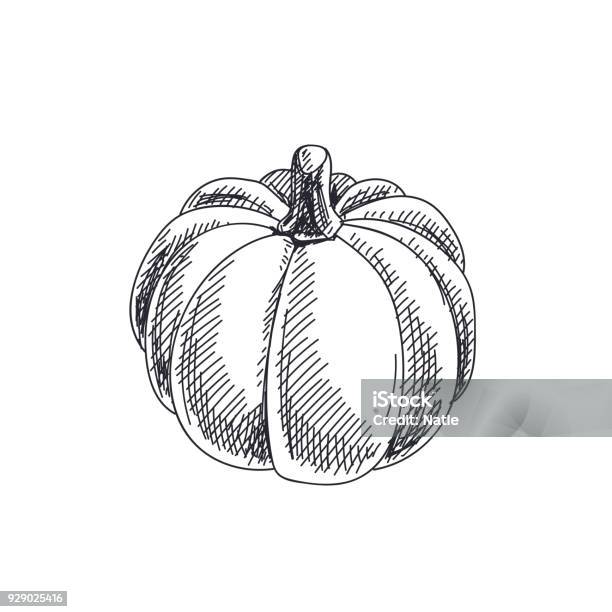 Beautiful Vector Hand Drawn Vegetables Illustration Stock Illustration - Download Image Now
