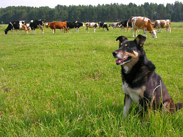 berger - cattle dog photos et images de collection