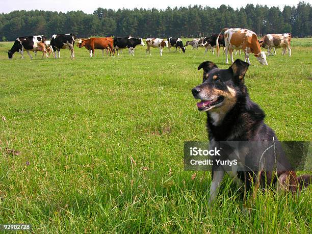 Пастух — стоковые фотографии и другие картинки Собака - Собака, Домашний скот, Корова