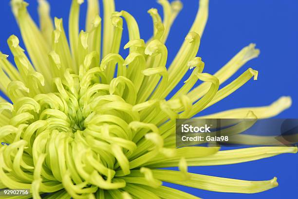 Verdelima Crisântemo Spider - Fotografias de stock e mais imagens de Arranjo de flores - Arranjo de flores, Azul, Cor verde