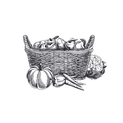 Beautiful vector hand drawn vegetables Illustration. Detailed retro style basket with vegetables and fruits image. Vintage sketch element for labels, packaging and cards design.