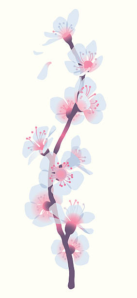 illustrazioni stock, clip art, cartoni animati e icone di tendenza di spruzzo di fiori di albicocca - blossom growth single flower cherry blossom