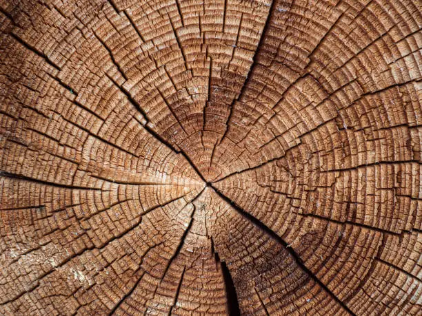 Tree ring close-up