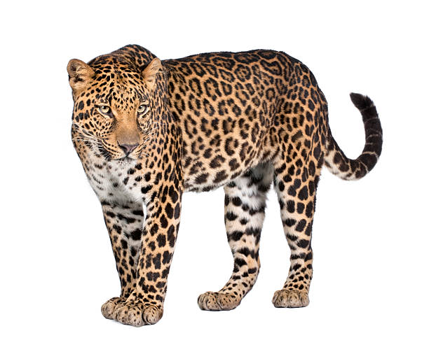 istock Portrait of leopard, Panthera pardus, standing, studio shot 92903246