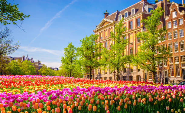 istock Traditional old buildings and tulips in Amsterdam, Netherlands 929032472