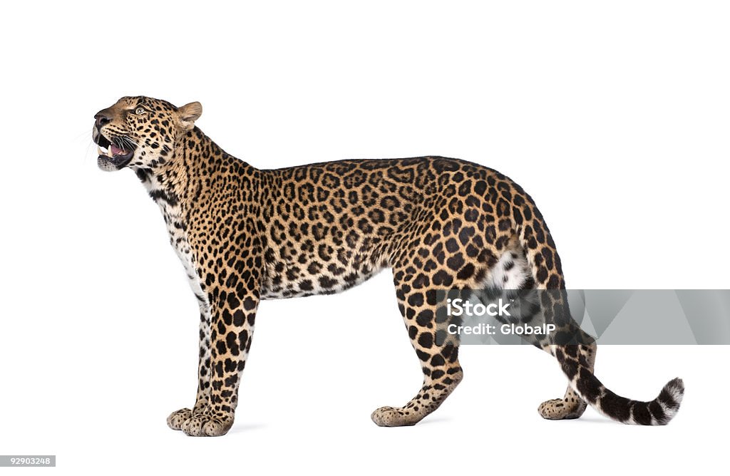 Leopard, Panthera pardus - Foto de stock de Leopardo libre de derechos