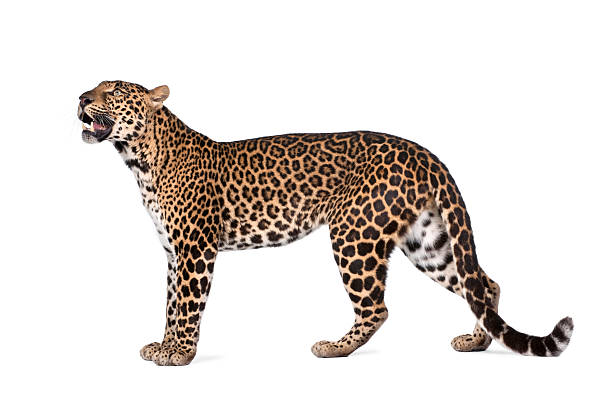 istock Side view of Jaguar growling on white background 92903248