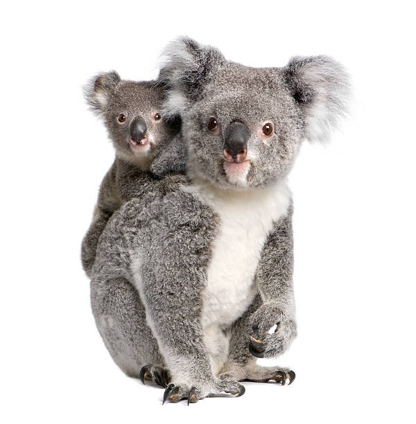 porträt des koala bären, vier jahren und neun monaten - koala stock-fotos und bilder