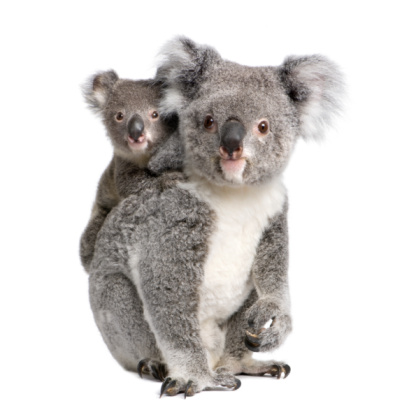 Retrato de koalas bears, 4 años y 9 meses photo