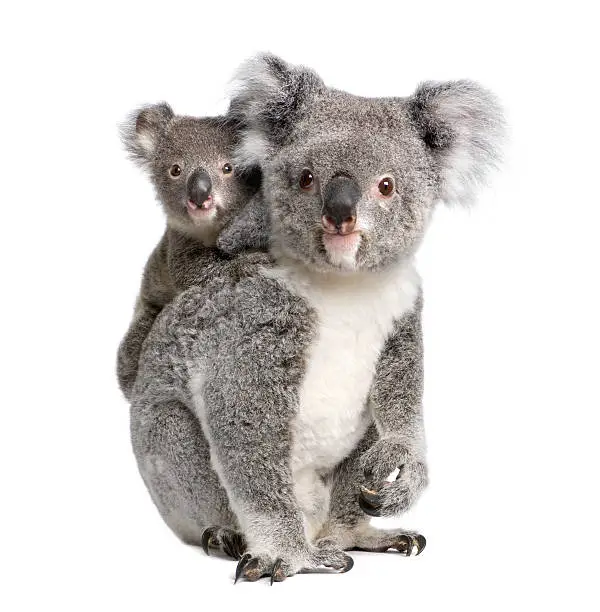 Photo of Portrait of Koala bears, 4 years and 9 months old