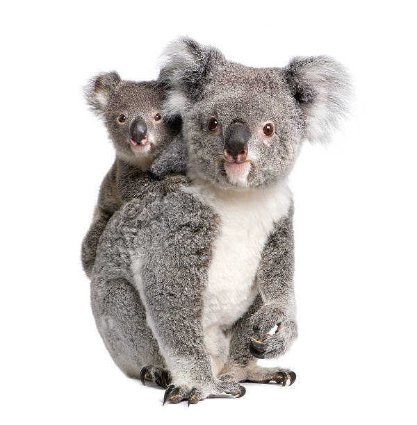 retrato de coala tem, 4 anos e 9 meses de idade - marsupial imagens e fotografias de stock