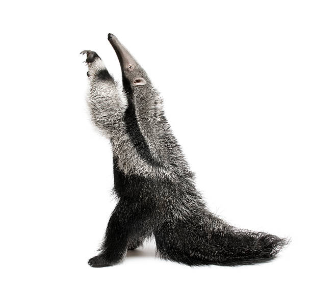 Young Giant Anteater, reaching up in front of white background  anteater stock pictures, royalty-free photos & images