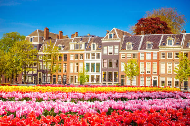 istock Traditional old buildings and tulips in Amsterdam, Netherlands 929032694