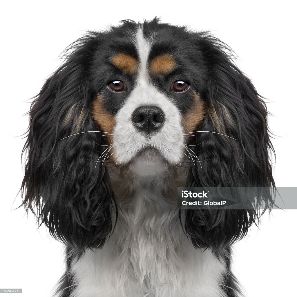 Cavalier King Charles cachorrinho (10 meses) (Aperfeiçoamento Digital - Royalty-free Fundo Branco Foto de stock