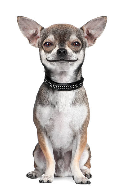 경견: 치와와발 루킹 유클리드의 카메라, 웃는 - purebred dog 이미지 뉴스 사진 이미지