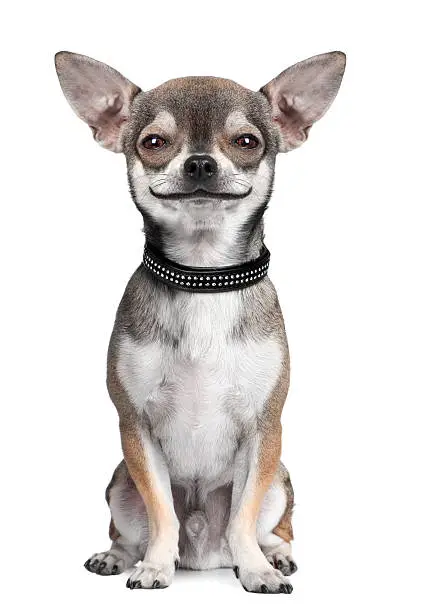 Photo of dog: chihuahua, looking at the camera, smiling