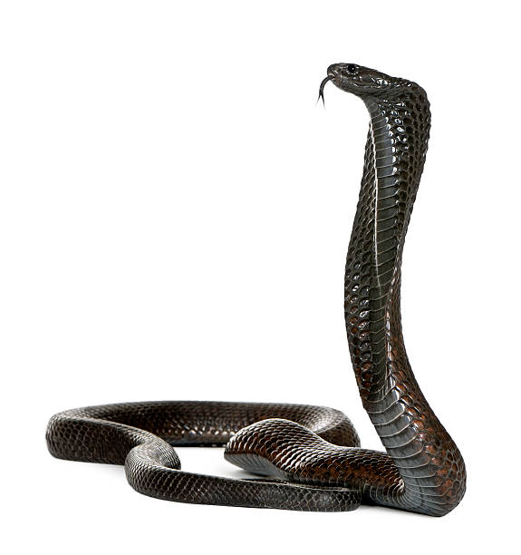 istock Egyptian cobra - Naja haje 92903276
