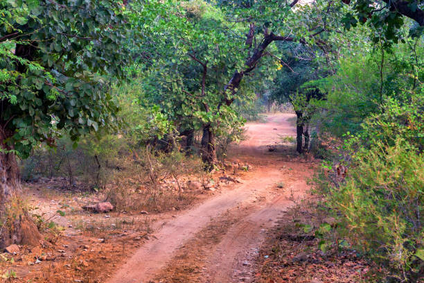 istock Landscape of Ranthambore, India. Road and forest 929032772