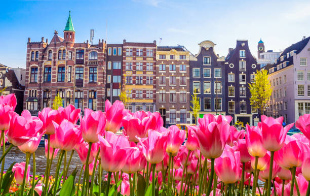 istock Traditional old buildings and tulips in Amsterdam, Netherlands 929032790