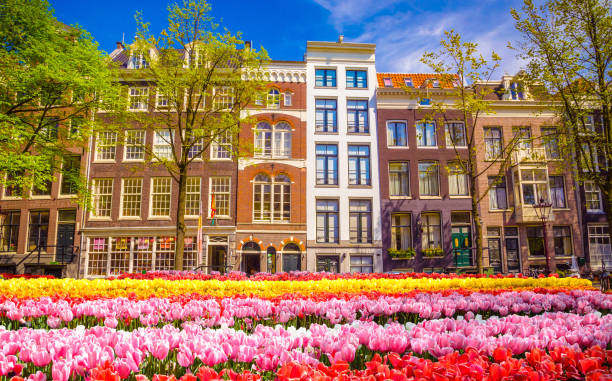 istock Traditional old buildings and tulips in Amsterdam, Netherlands 929032792