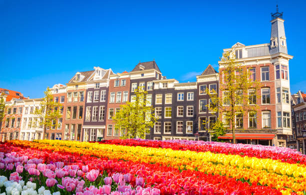 istock Traditional old buildings and tulips in Amsterdam, Netherlands 929032794
