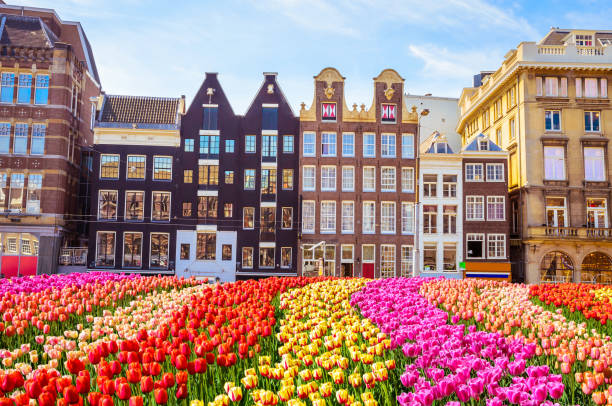 istock Traditional old buildings and tulips in Amsterdam, Netherlands 929032830