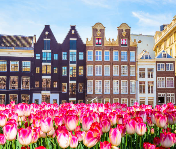 istock Traditional old buildings and tulips in Amsterdam, Netherlands 929032834