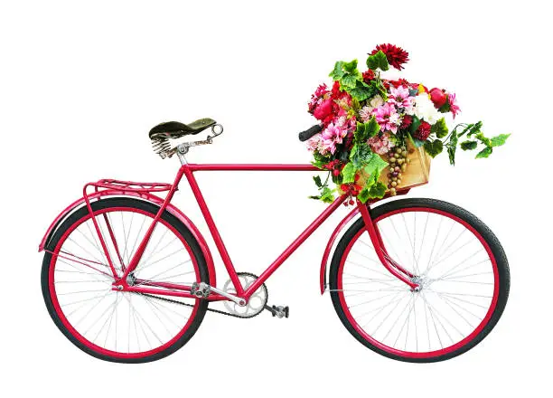 Red bicycle with floral basket isolated on white background. Retro old-fashioned style