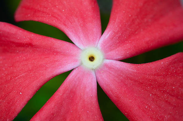 Close-up of a red Vinca flower