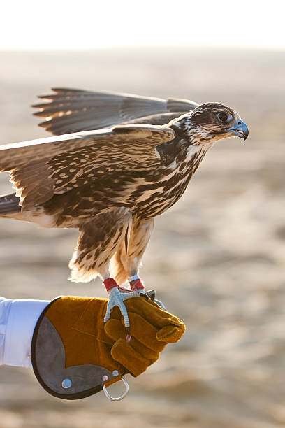 istock Arabian Falcon On Falconer's Glove 92905562