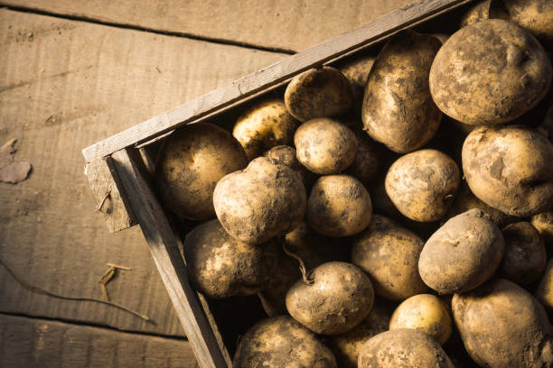 istock Harvested potatoes in wooden crate 929055798