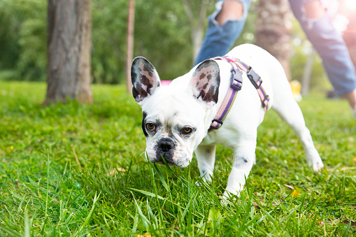 Young woman and her dog enjoying in the nature.