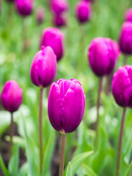 champ de tulipes - blom photos et images de collection