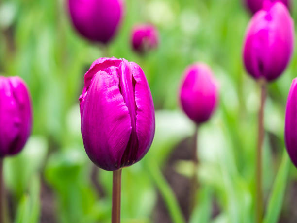 pole tulipanów - blom zdjęcia i obrazy z banku zdjęć