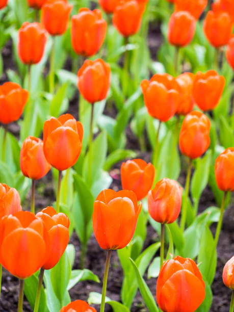 champ de tulipes - blom photos et images de collection