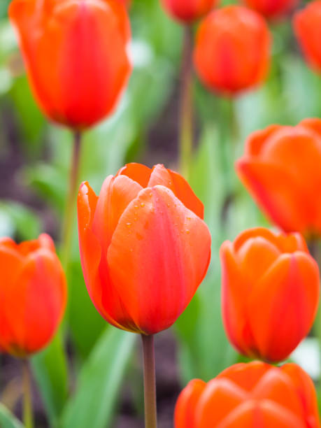 champ de tulipes - blom photos et images de collection