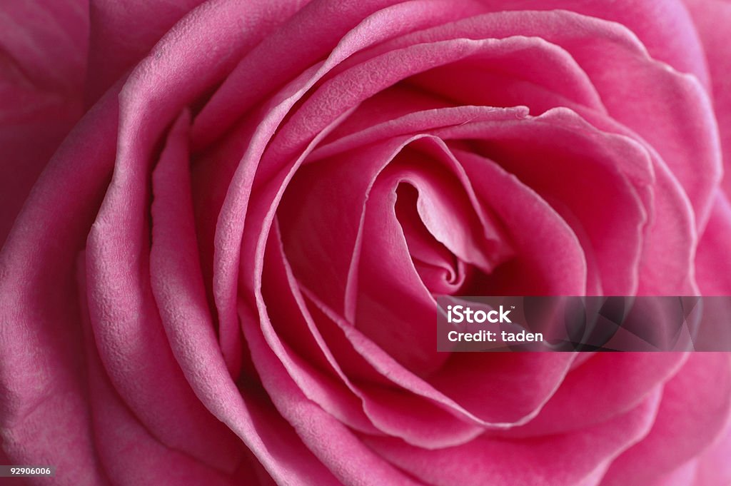 red rose macro - Foto de stock de Adulto royalty-free