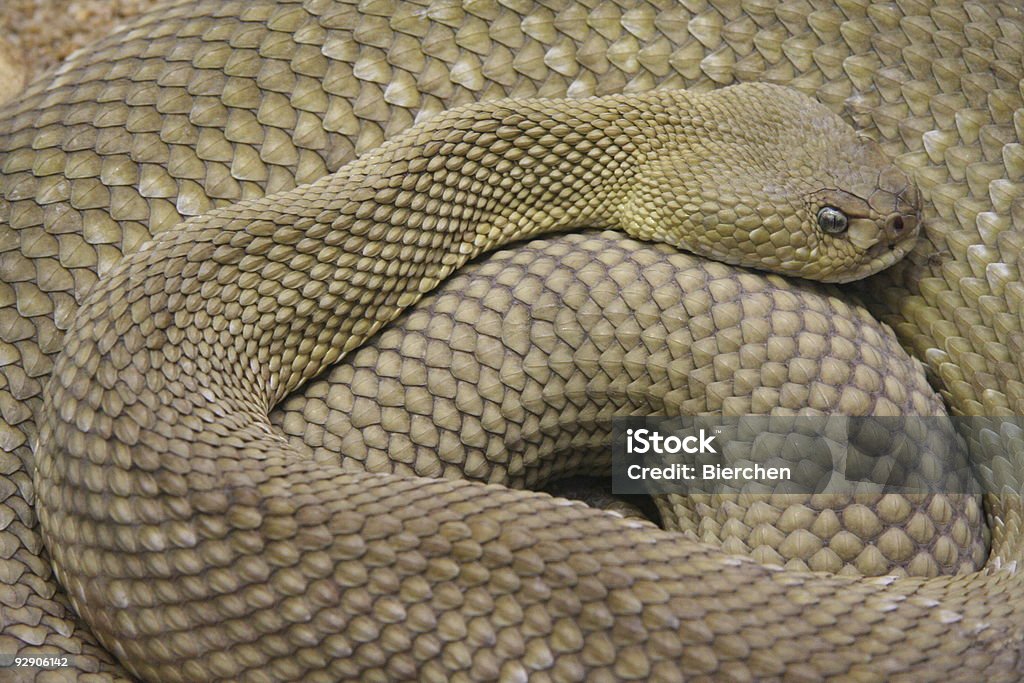 Serpiente de cascabel - Foto de stock de Agresión libre de derechos