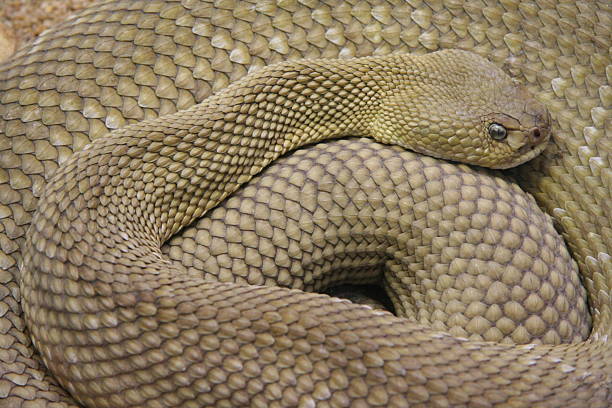 rattlesnake stock photo