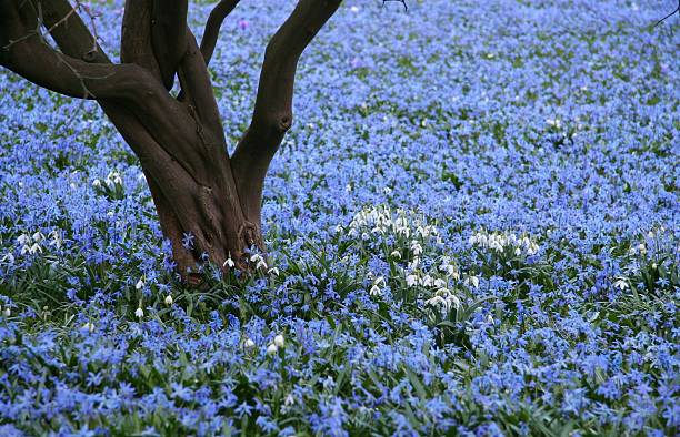 flowers - Chionodoxa luciliae stock photo