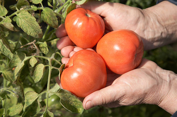istock The old woman holds red tomatoes 92906254