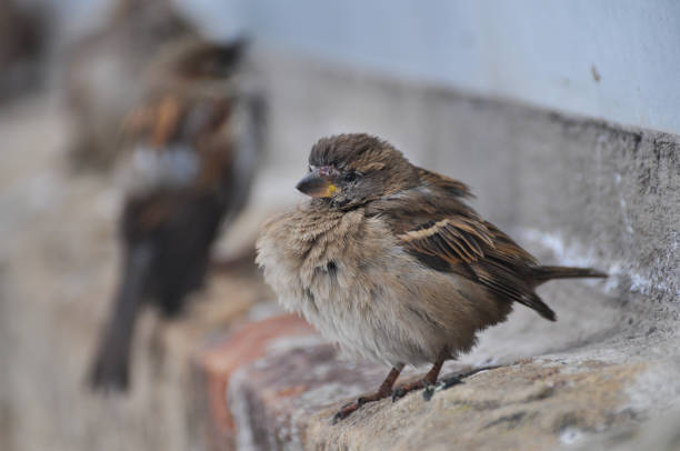 istock Sparrow freezing in city park in winter 929063496