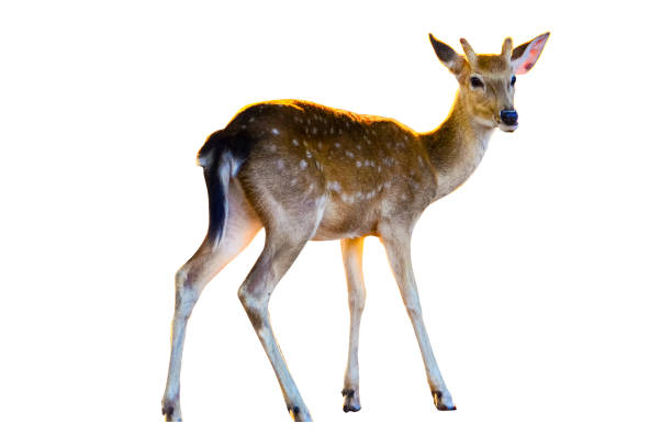 istock baby deer isolated in white background 929063948