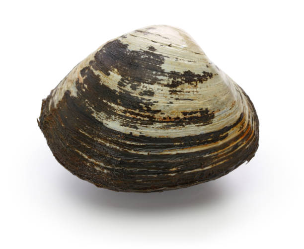istock hokkigai (sakhalin surf clam) , japanese bivalve 929064114