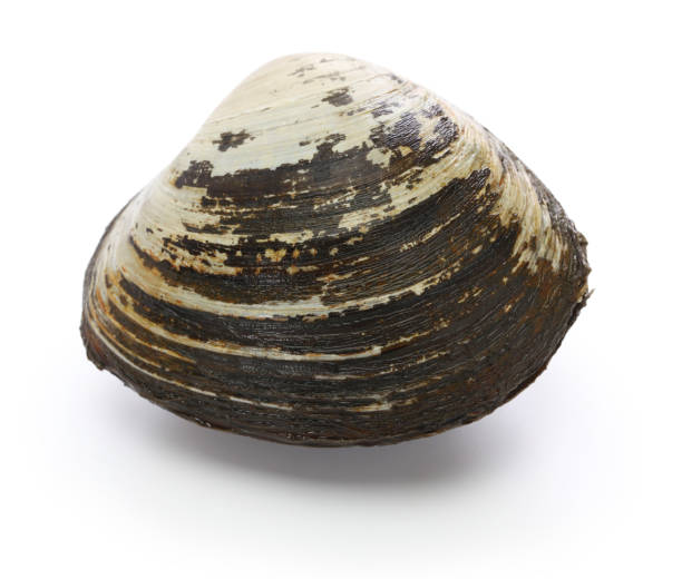 istock hokkigai (sakhalin surf clam) , japanese bivalve 929064126