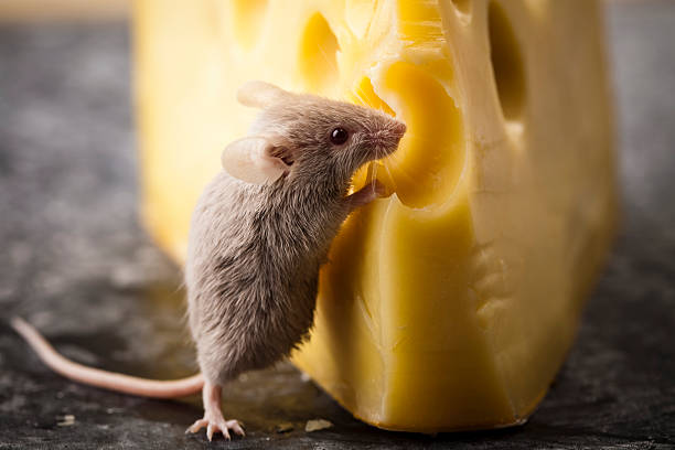 小さなマウスとチーズ