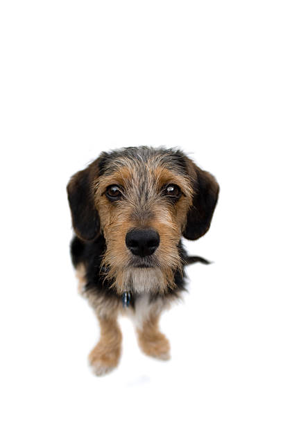 istock Cute Puppy Dog Sitting 92907069