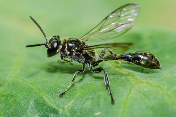 istock The wonderful and mysterious macro world 929072082